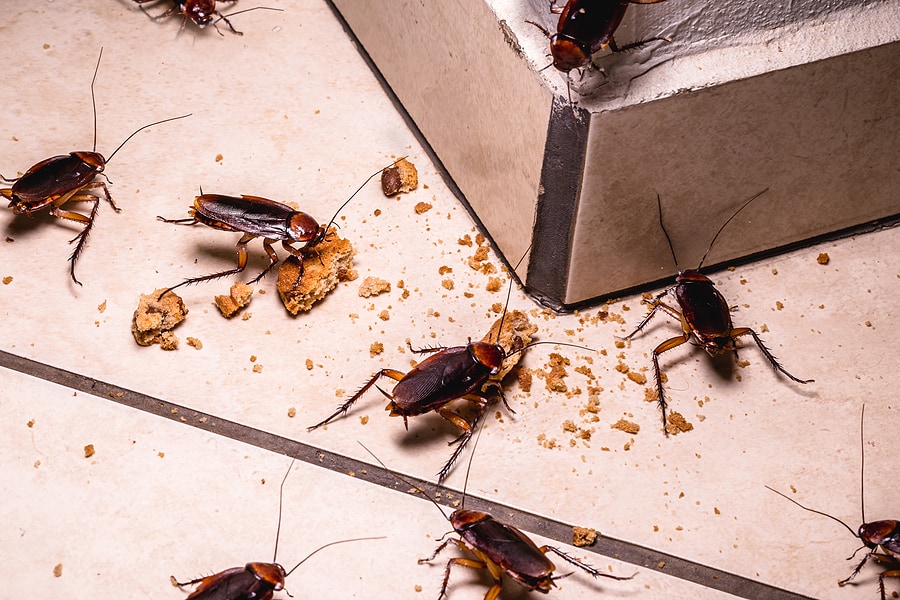 cockroachs eating food on floor of home