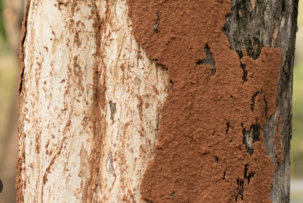 Termite presence in tree in garden 