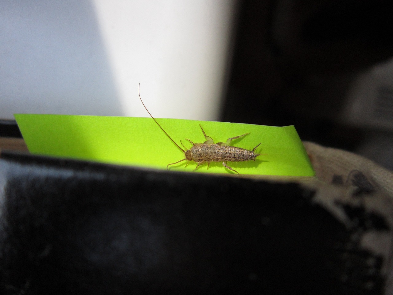 four-lined silverfish, insect, pest-6618250.jpg