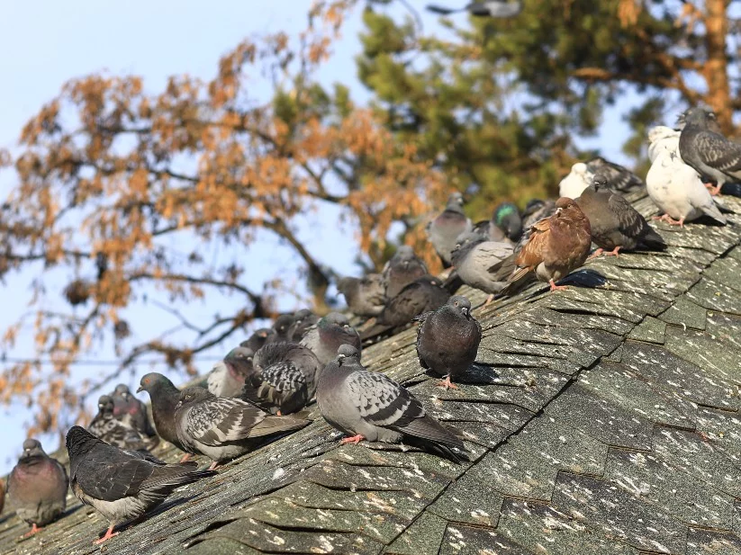 pest pigeons nesting on house roof
