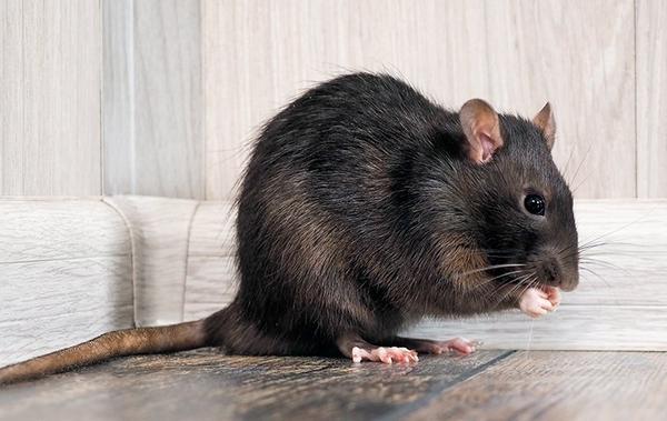 rat eating food inside a residential home