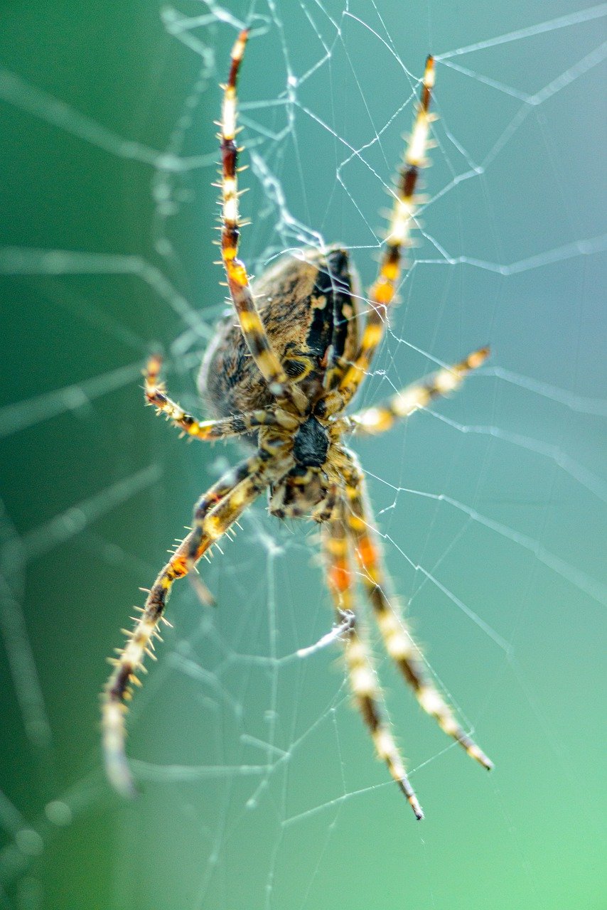 spider, spiderweb, cobweb-7881345.jpg