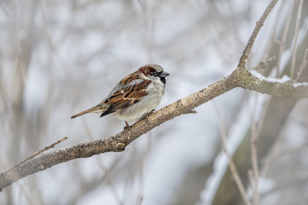 bird, sparrow, ornithology-6988873.jpg